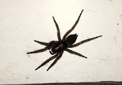 Scotophaeus quadripunctatus