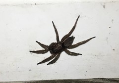 Scotophaeus quadripunctatus