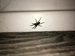 Scotophaeus quadripunctatus