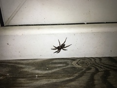 Scotophaeus quadripunctatus