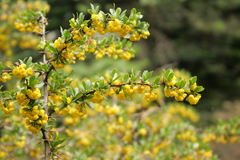 Berberis cretica