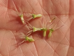 Pycnocomon intermedium