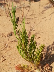 Pycnocomon intermedium