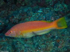 Bodianus scrofa