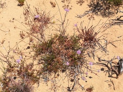 Pycnocomon intermedium