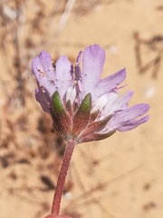 Pycnocomon intermedium