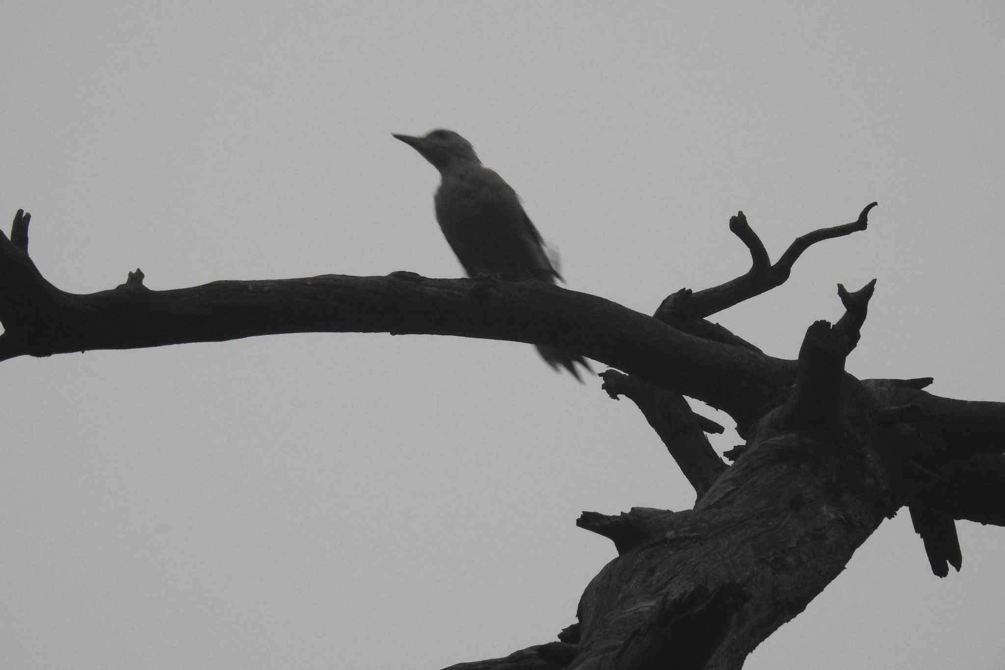 Grey-headed Woodpecker