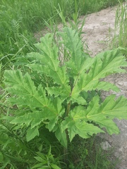 Heracleum sosnowskyi