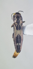Agrilus acaciae