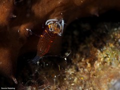 Gnathophyllum elegans