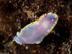 Felimida purpurea
