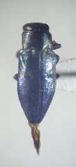 Chrysobothris analis