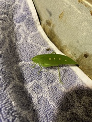 Phylloptera