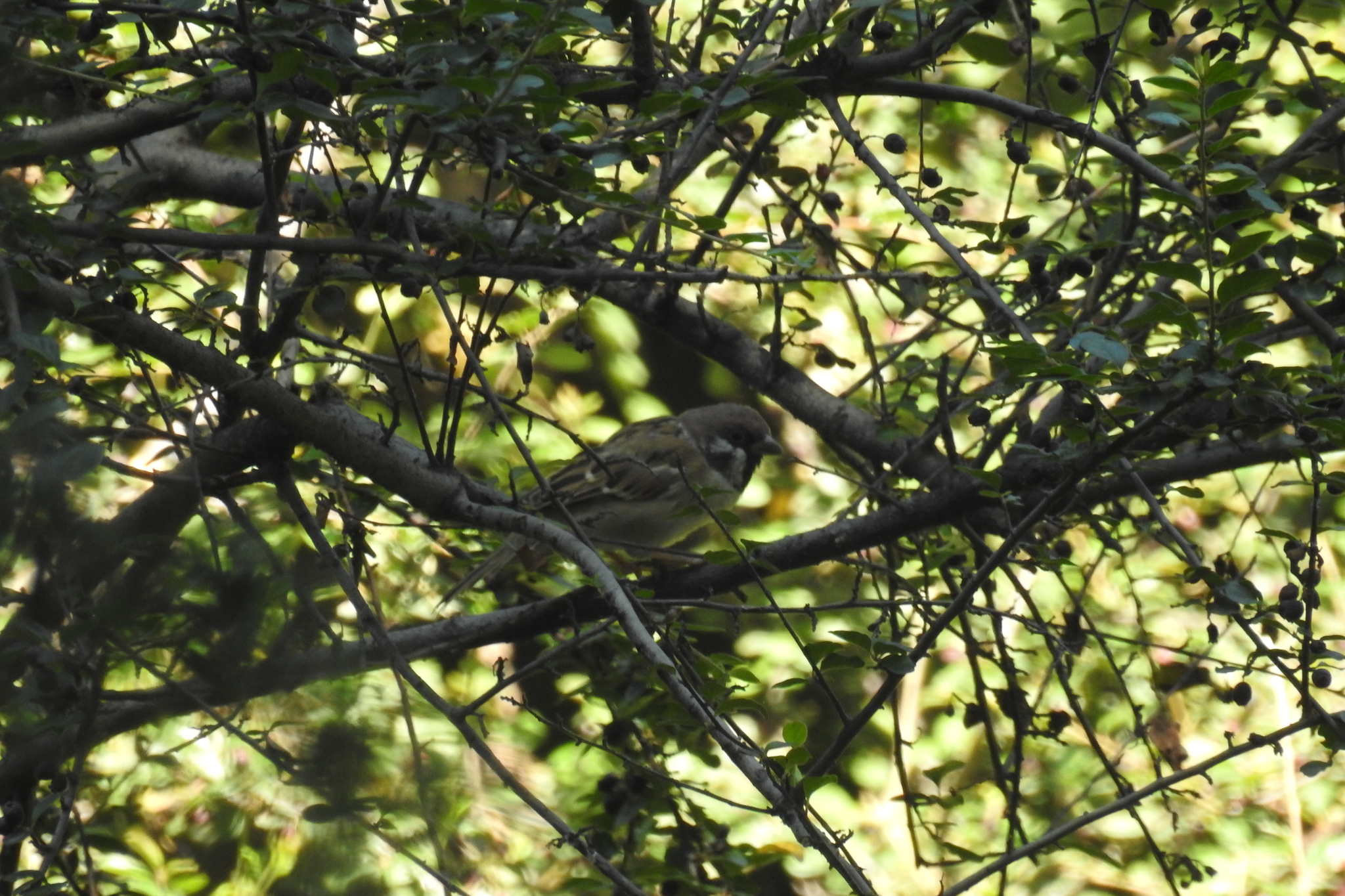 Eurasian Tree Sparrow
