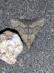 Bostra obsoletalis