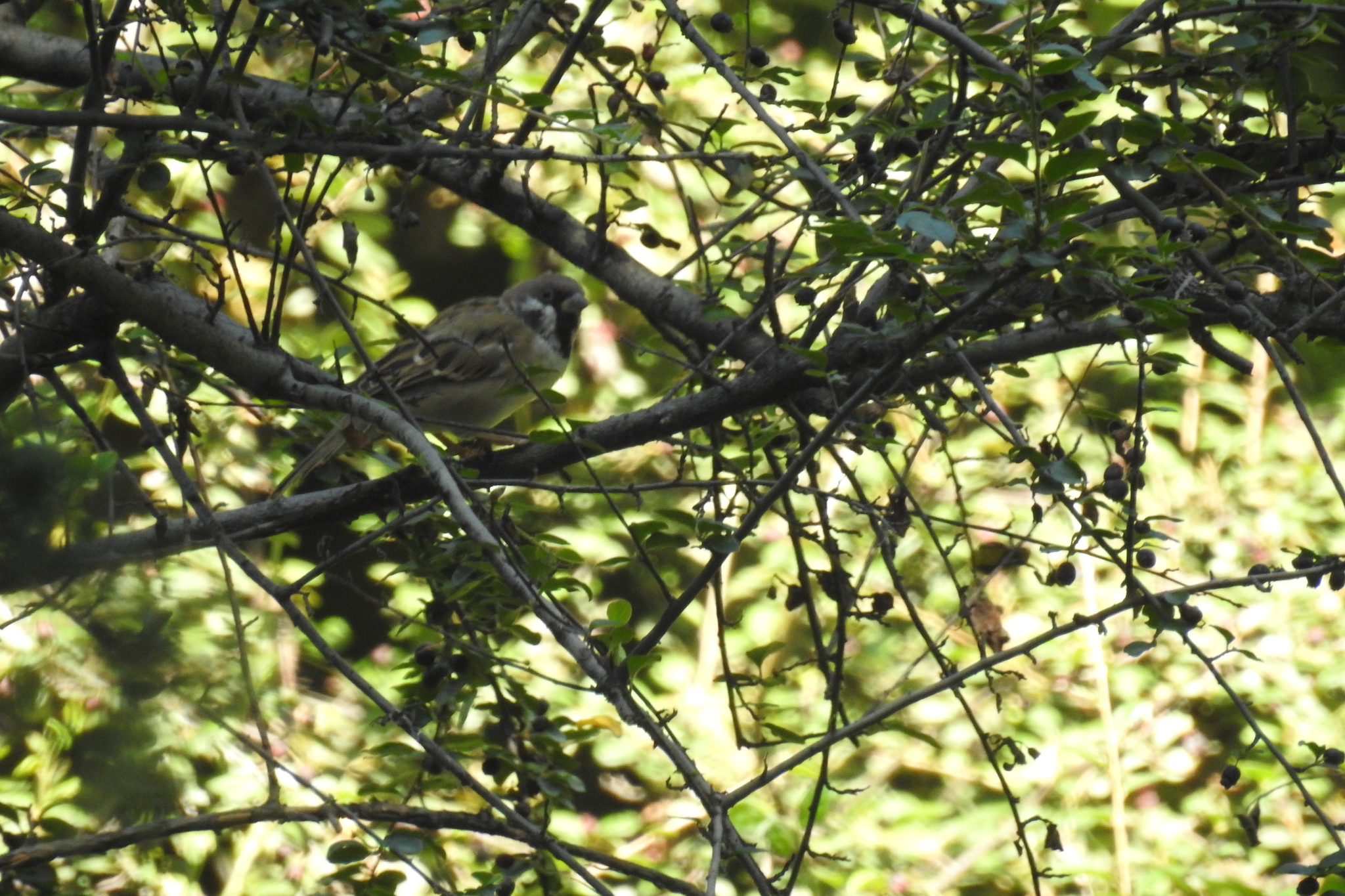 Eurasian Tree Sparrow