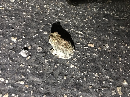 iNaturalist observation photo of Red-spotted Toad