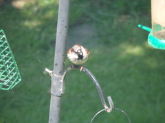 Passer domesticus