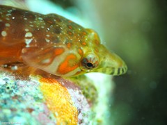 Lepadogaster candolii