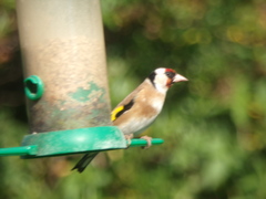 Carduelis carduelis