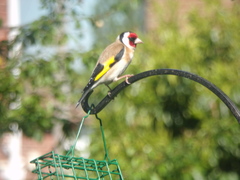 Carduelis carduelis