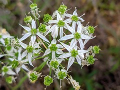 Allium cuthbertii