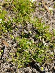 Sagina subulata