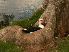 Cairina moschata domestica