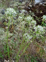 Allium cuthbertii