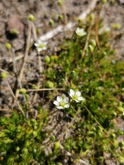 Sagina subulata