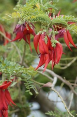 Clianthus puniceus