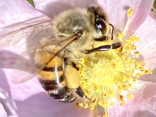 iNaturalist observation photo of Western Honey Bee