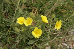 Potentilla recta laciniosa