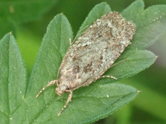Agonopterix hypericella