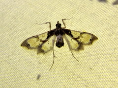 Neoleucinodes