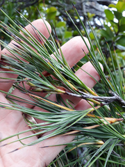 Dracophyllum arboreum