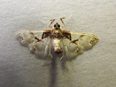 Neoleucinodes elegantalis