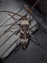 Megacyllene antennata