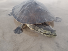 Phrynops geoffroanus