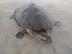 Phrynops geoffroanus