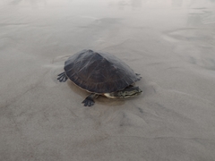 Phrynops geoffroanus