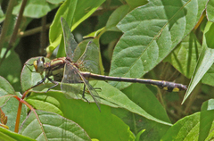 Gomphurus septima