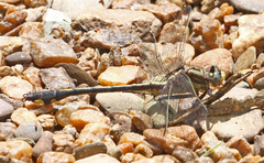 Gomphurus septima