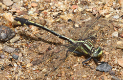Gomphurus septima