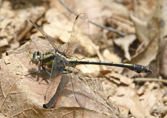 Gomphurus septima