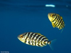 Seriola fasciata