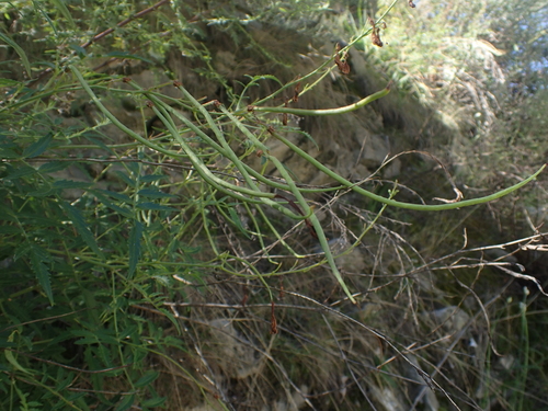 Image of Incarvillea arguta by (c) Étienne Léveillé-Bourret, some rights reserved (CC BY)