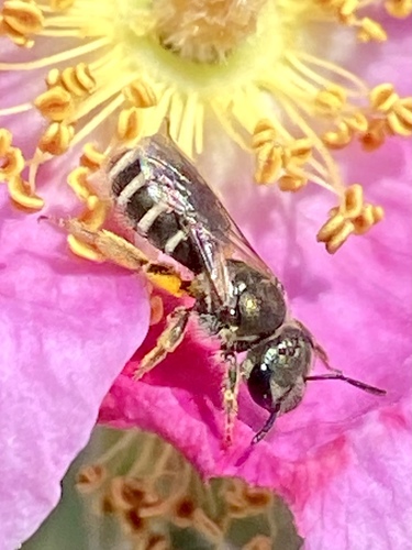iNaturalist observation photo of Tripartite Sweat Bee