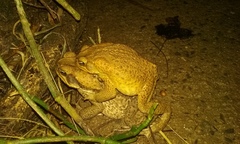 Rhinella marina