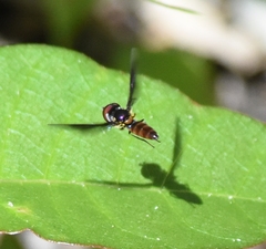 Ocyptamus antiphates